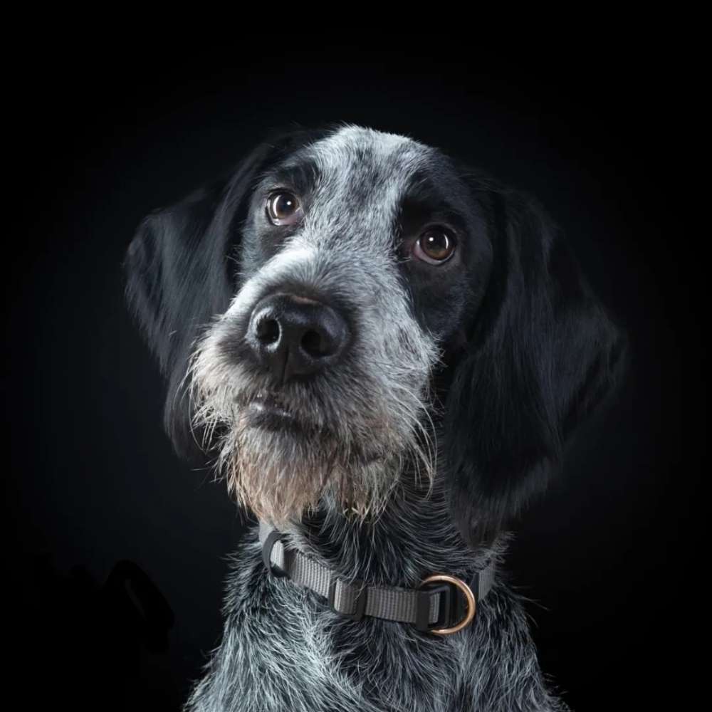 Hundetreffen-Toben und Gassi gehen in Olewig-Profilbild