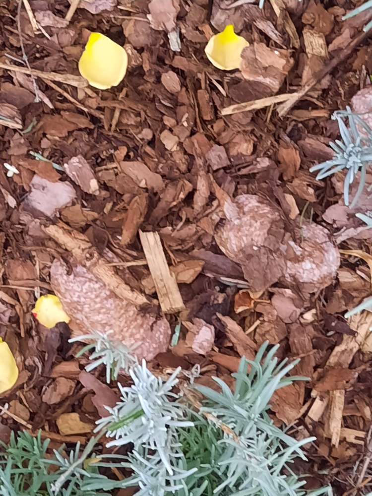 Giftköder-Tierhasser/ Anfuttern-Profilbild