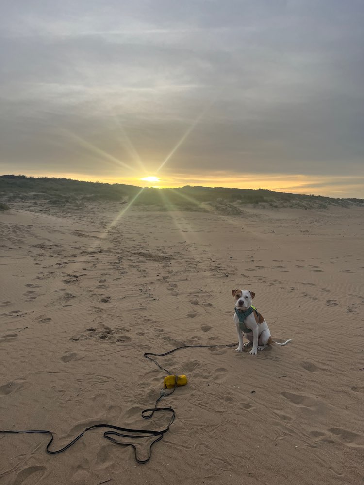 Hundetreffen-Spielkumpel*ine und Trainingshelfer gesucht-Profilbild