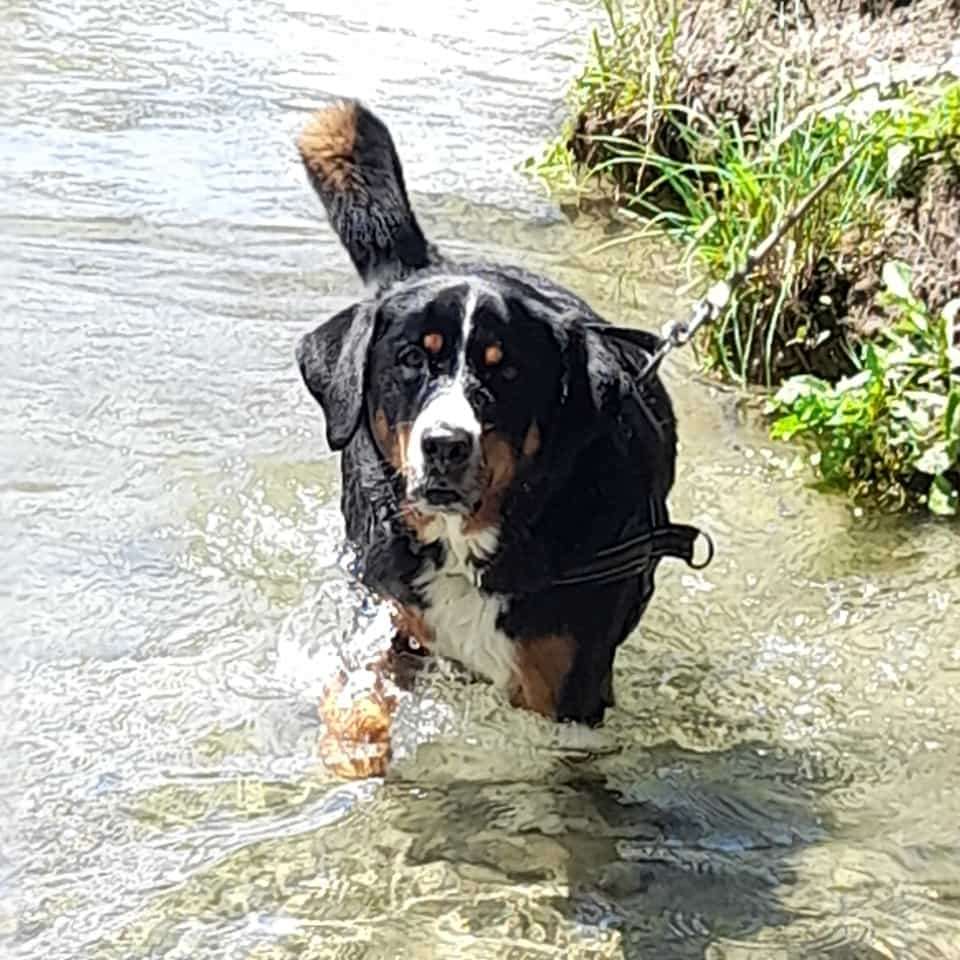 Hundetreffen-Hundetreffen-Profilbild