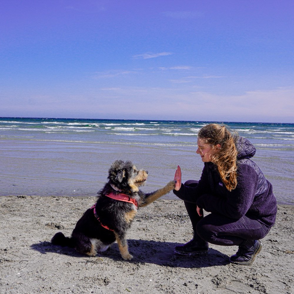 Hundetreffen-Social Walk und Spielen-Profilbild