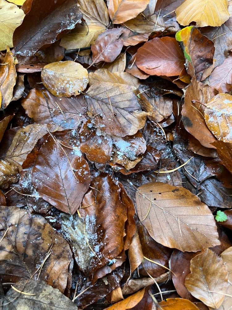 Giftköder-Weißer Pulver am Waldrand-Profilbild