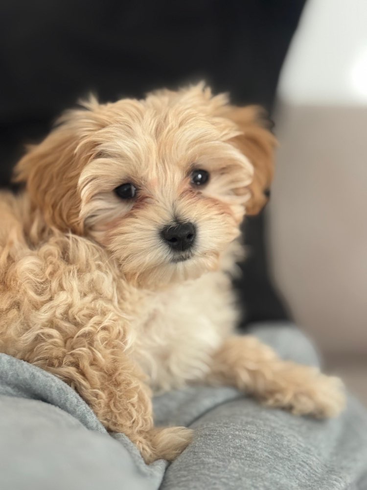 Hundetreffen-Welpentreff im Ramersdorf-Profilbild