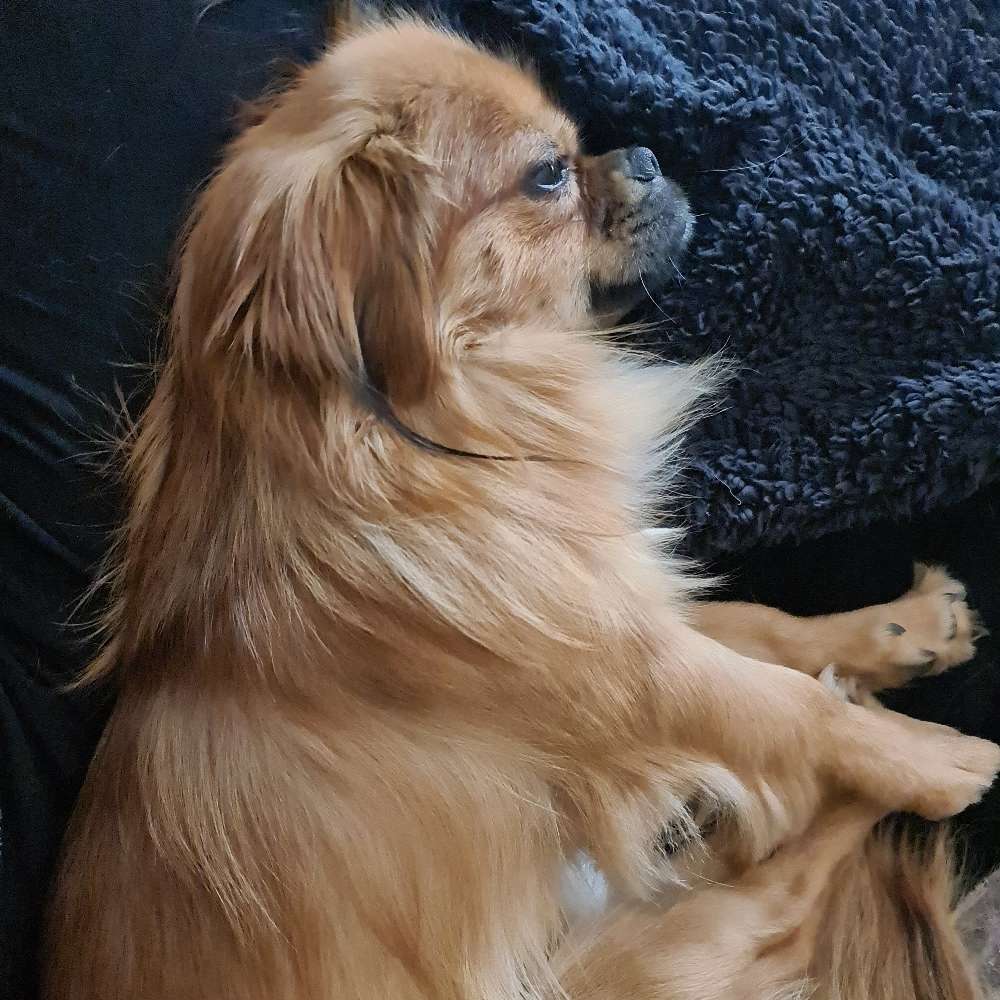 Hundetreffen-Spielkameraden gesucht-Profilbild