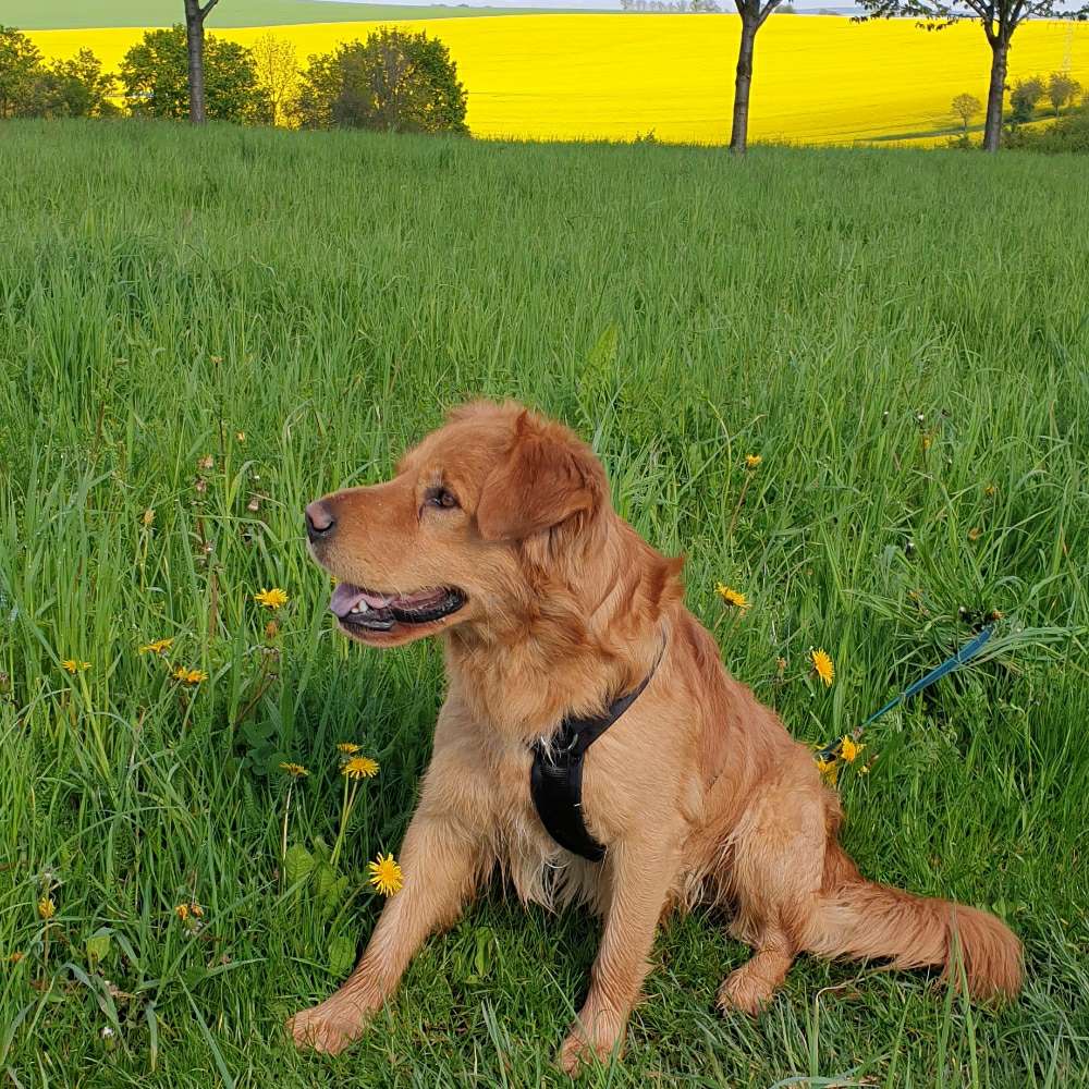 Hundetreffen-Spielkameraden Kaßberg/Rottluff-Profilbild