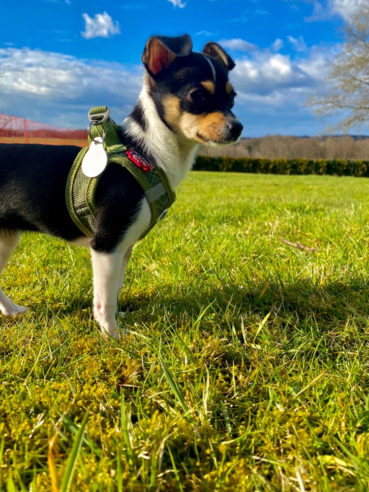 Hundetreffen-Spielrunde und Sozialisierung-Profilbild