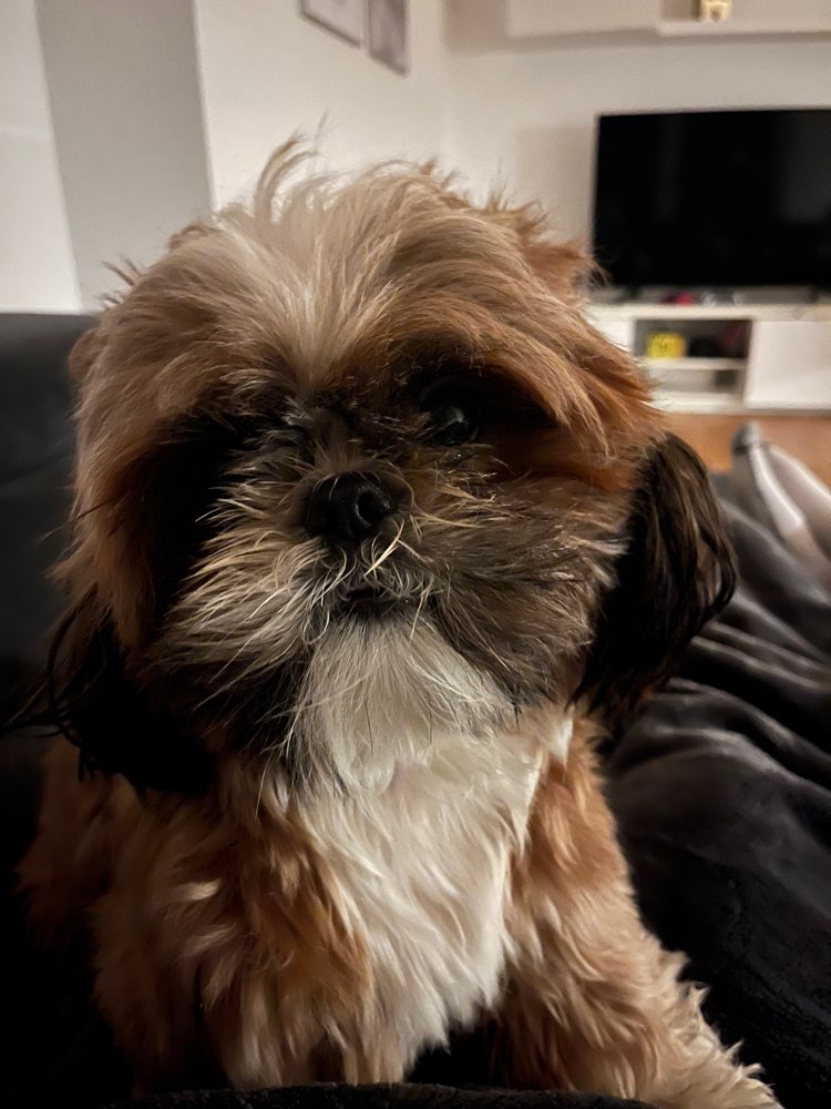 Hundetreffen-Hundefreunde gesucht zum gemeinsamen Gassi und Spielspaß🐾-Profilbild