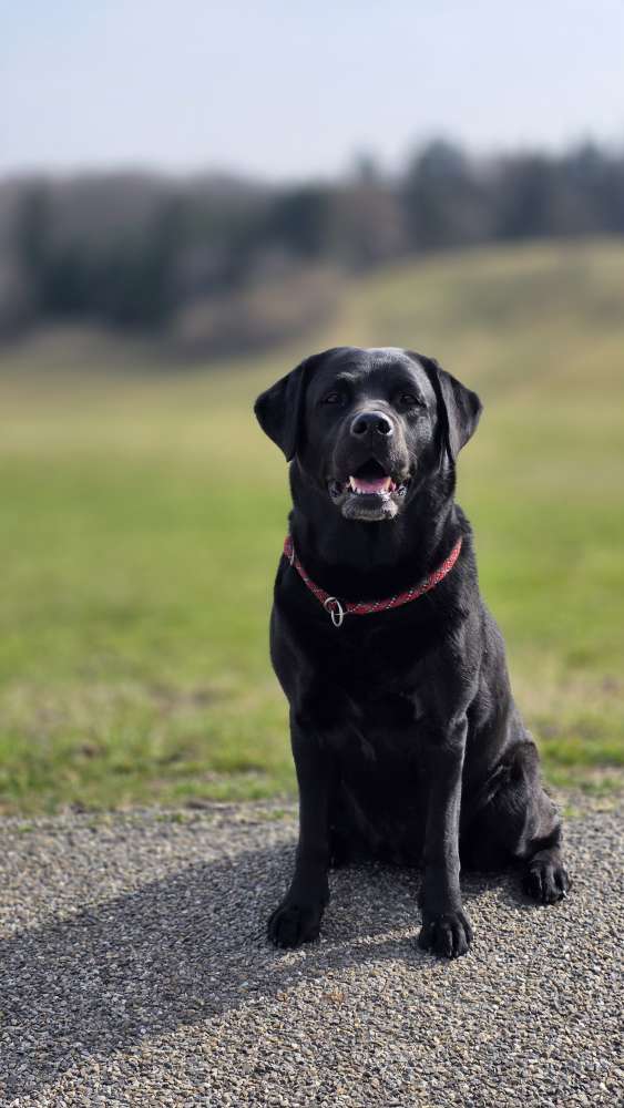 Hundetreffen-SPIELEN, statt TRAINIEREN-Profilbild