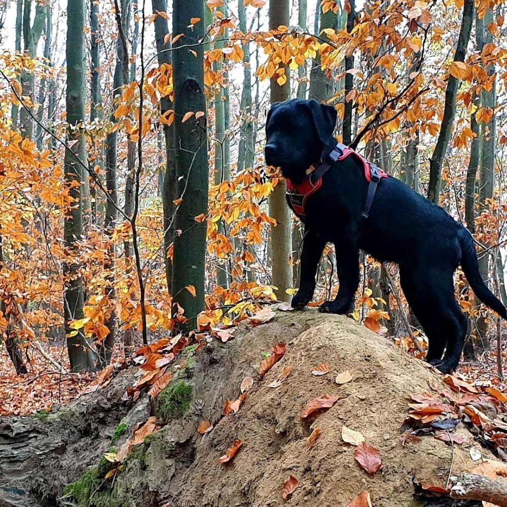 Hundetreffen-Tägliches Gassi morgens Ditzingen Umkreis 5 km-Profilbild