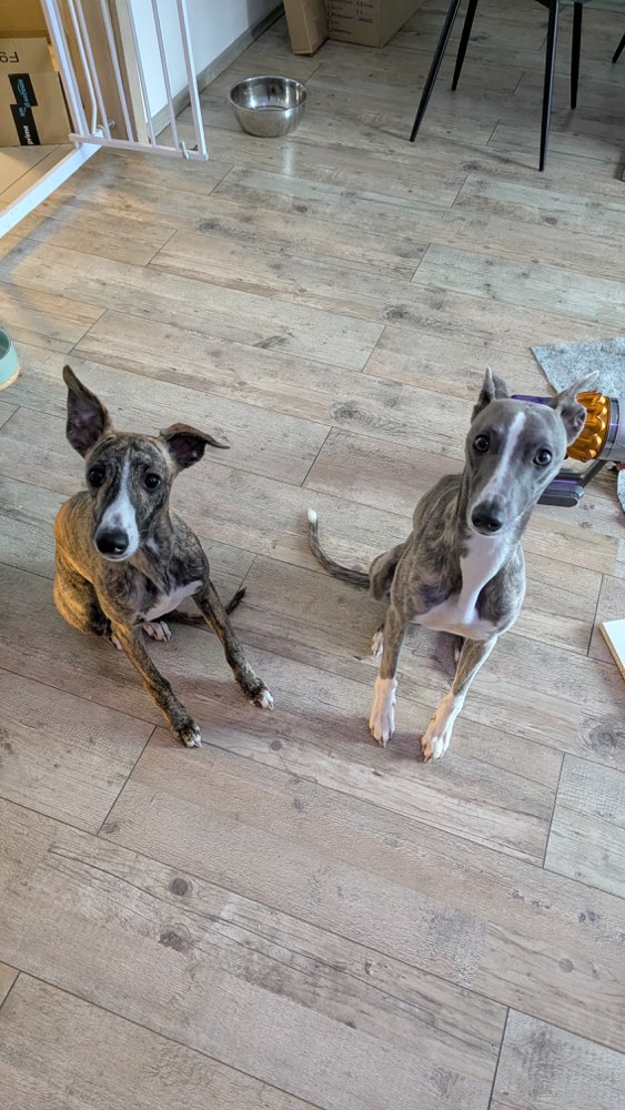 Hundetreffen-Spielpartner gesucht-Profilbild