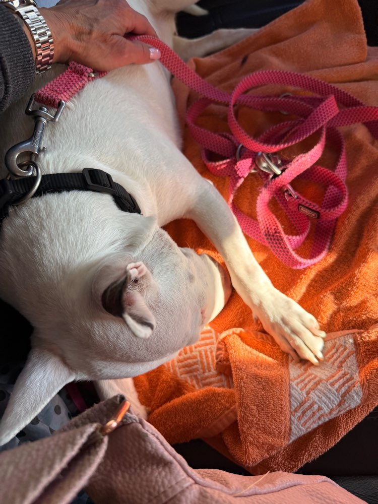 Giftköder-Giftköder /Rattengift-Profilbild