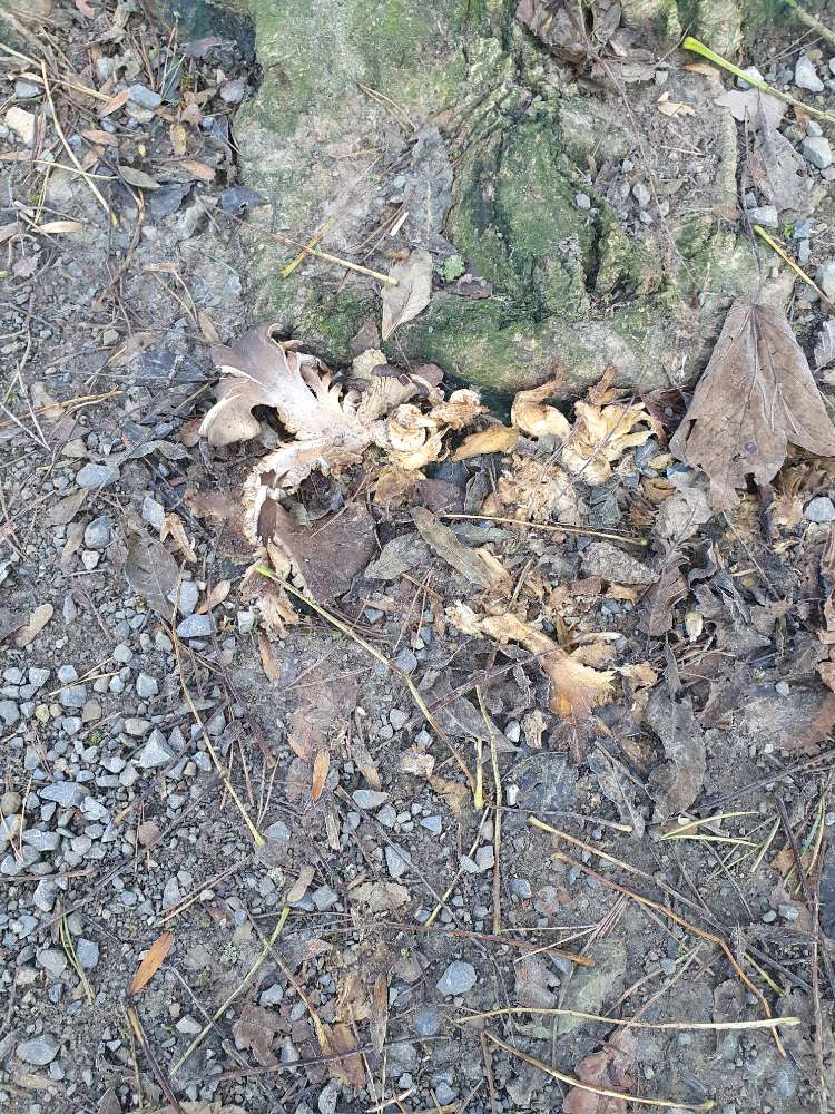 Giftköder-Polizei warnt: Mögliche Giftköder ausgelegt-Profilbild