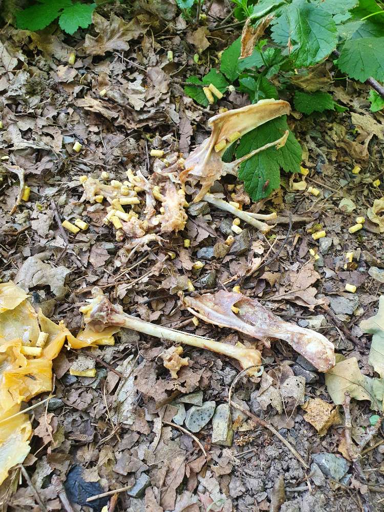 Giftköder-Knochen mit Giftpellets-Profilbild