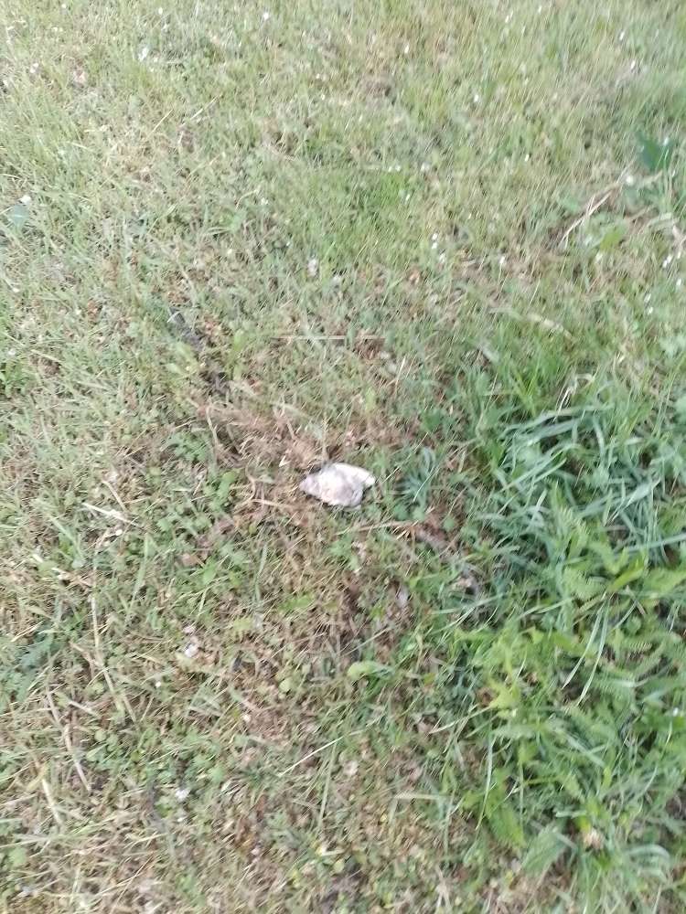 Giftköder-Giftköder-Profilbild