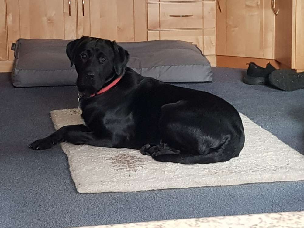 Hundetreffen-Spazieren, spielen, gemeinsames Training-Profilbild