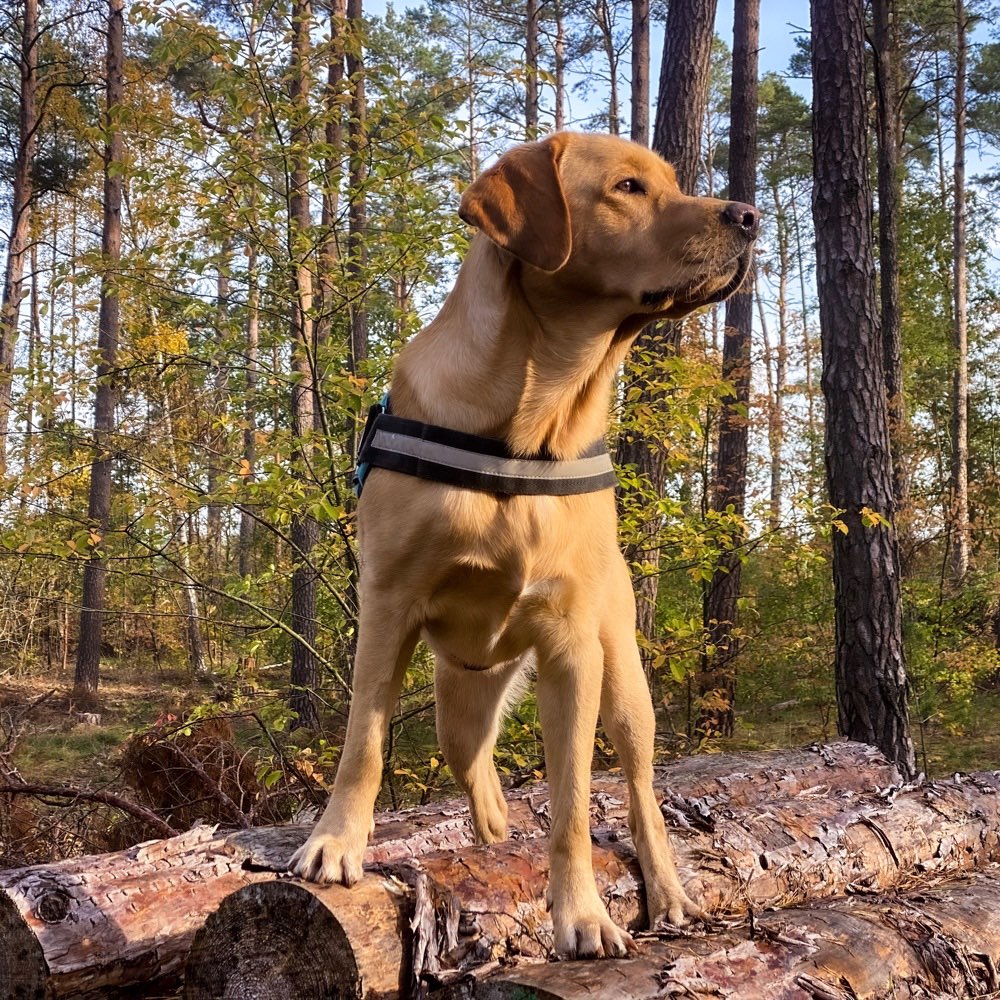 Hundetreffen-Gemeinsam trainieren und Gassirunde-Profilbild