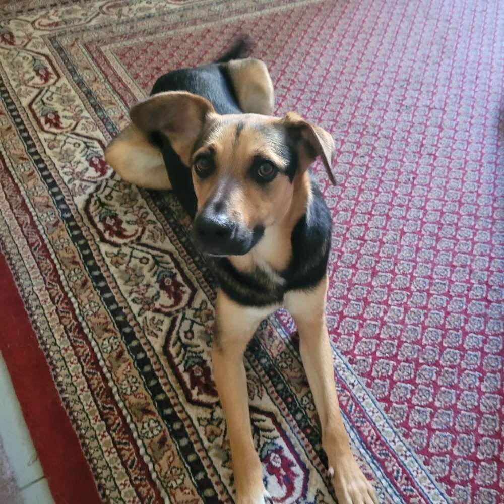 Hundetreffen-Spaziergang zur Sensibilisierung-Profilbild