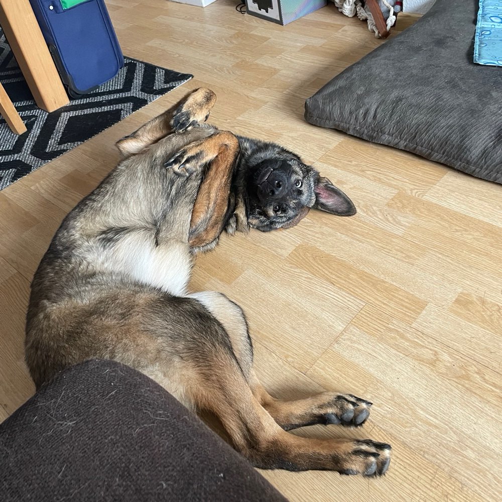 Hundetreffen-Spieltreffen-Profilbild