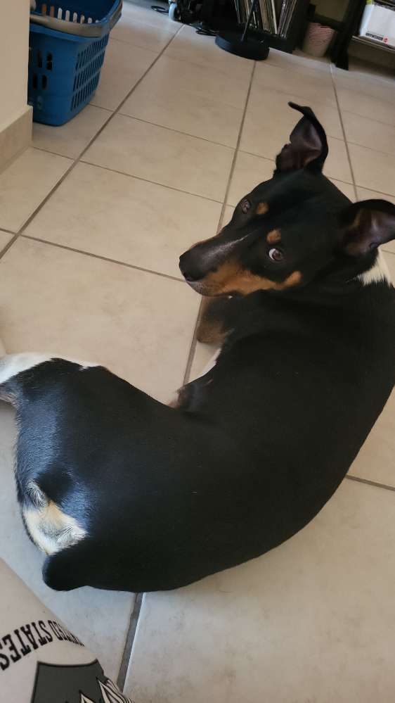 Hundetreffen-Spielrunde-Profilbild