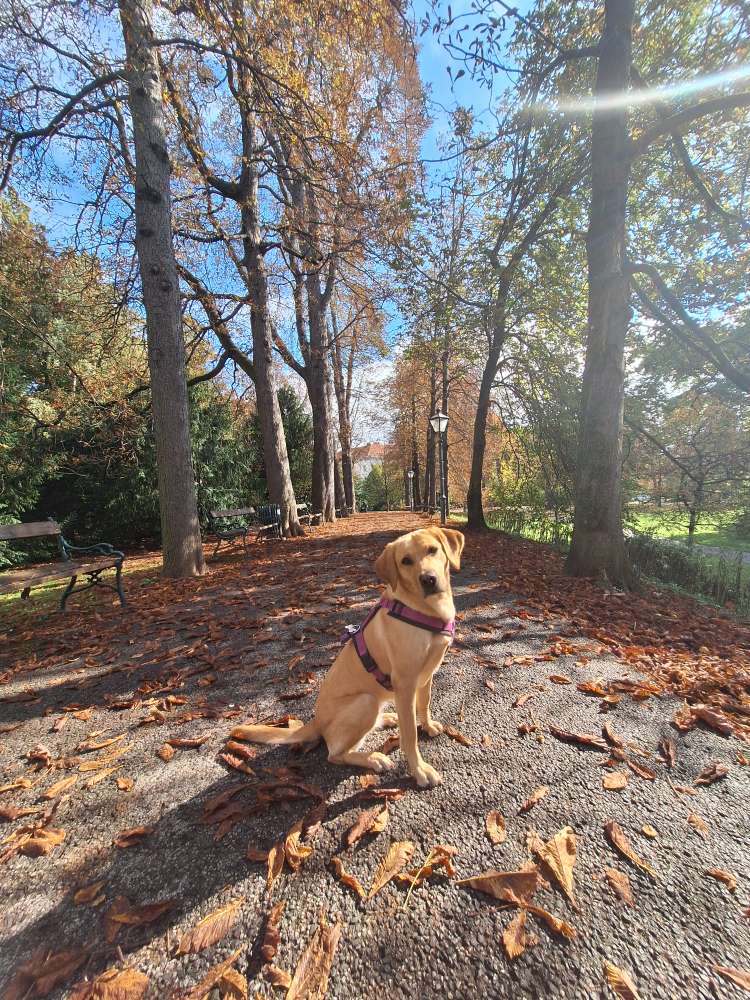 Hundetreffen-Hundekontakt für Neuling in Graz-Profilbild