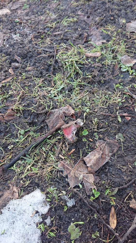 Giftköder-Knochen am Glücksbaum-Profilbild