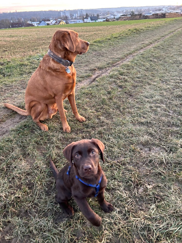 Hundetreffen-Spazieren und toben mit Max & Monty-Profilbild