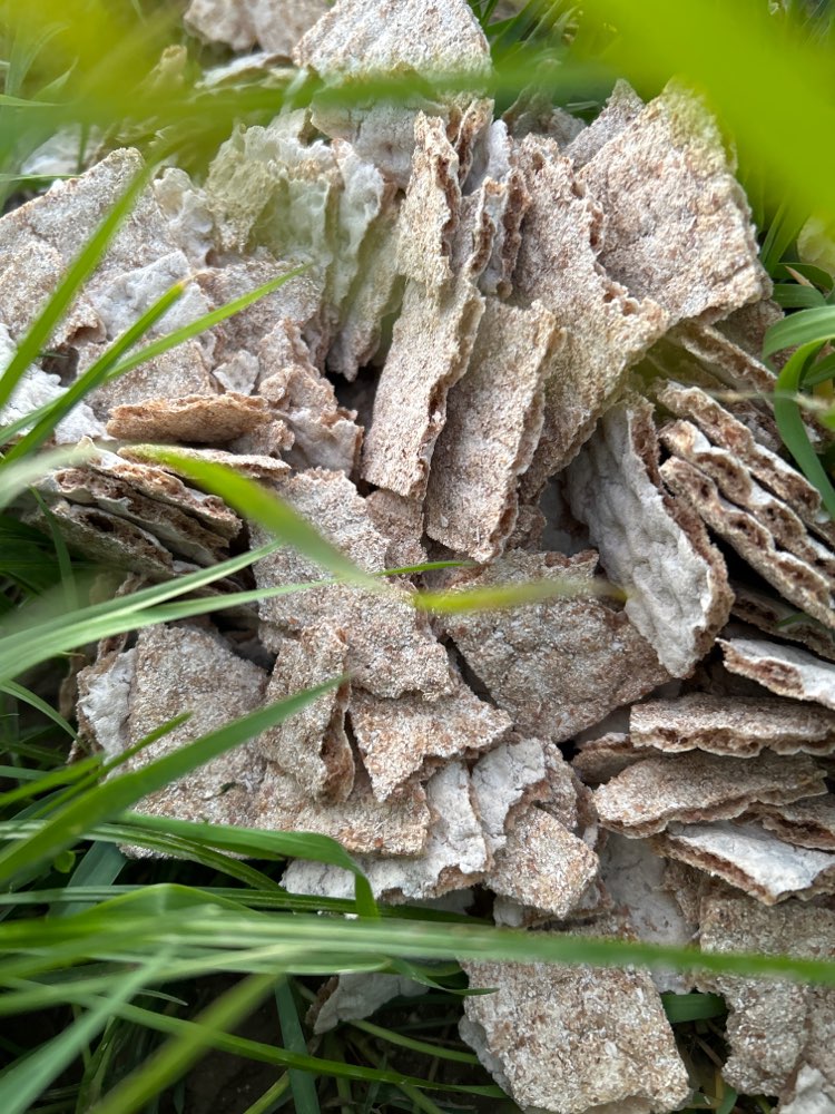 Giftköder-Knäckebrot?-Profilbild