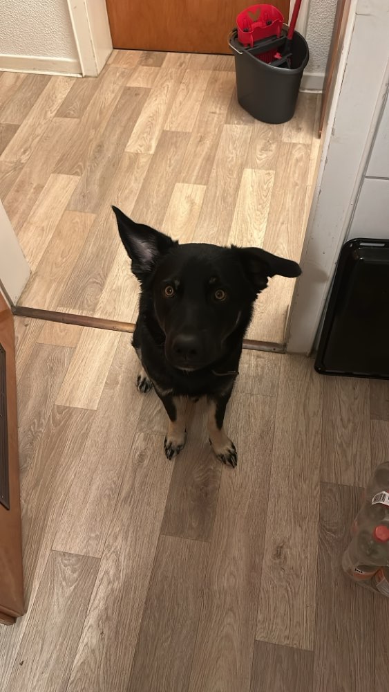 Hundetreffen-Neue Hundbekanntschaften-Profilbild
