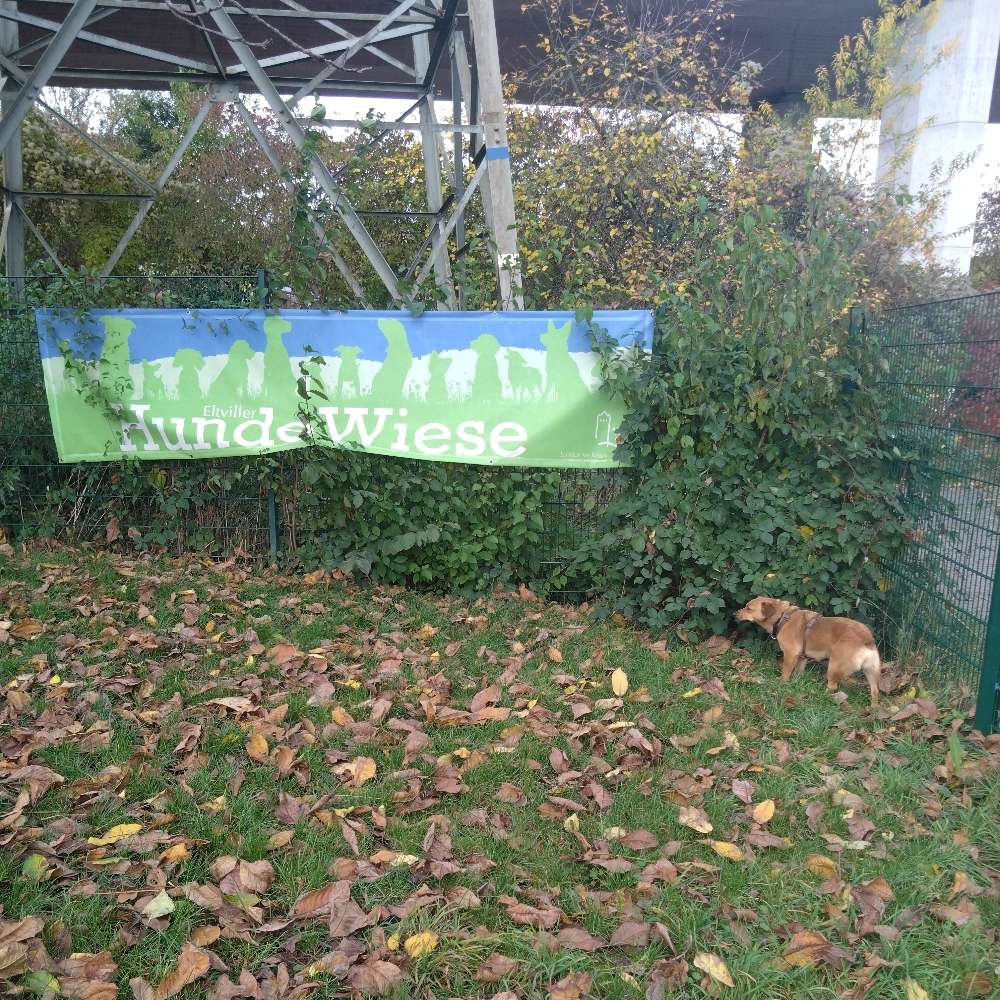 Hundetreffen-Eltviller Hundewiese-Profilbild