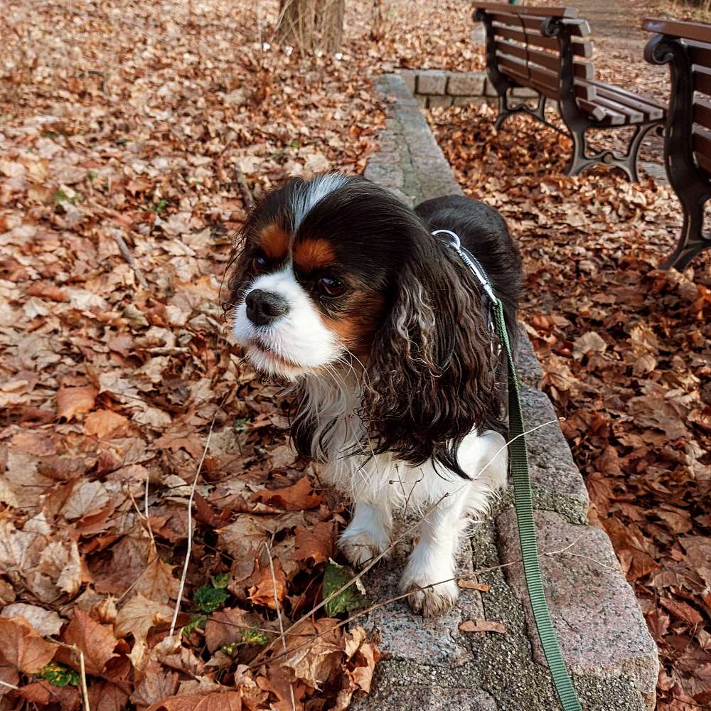 Hundetreffen-Socialwalk / Gassi-Profilbild