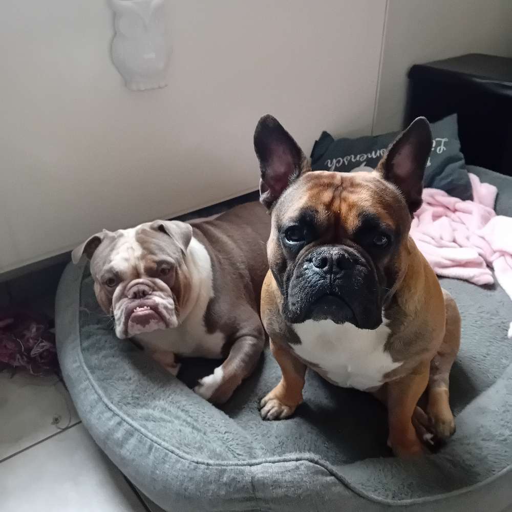 Hundetreffen-Bullytreffen-Profilbild