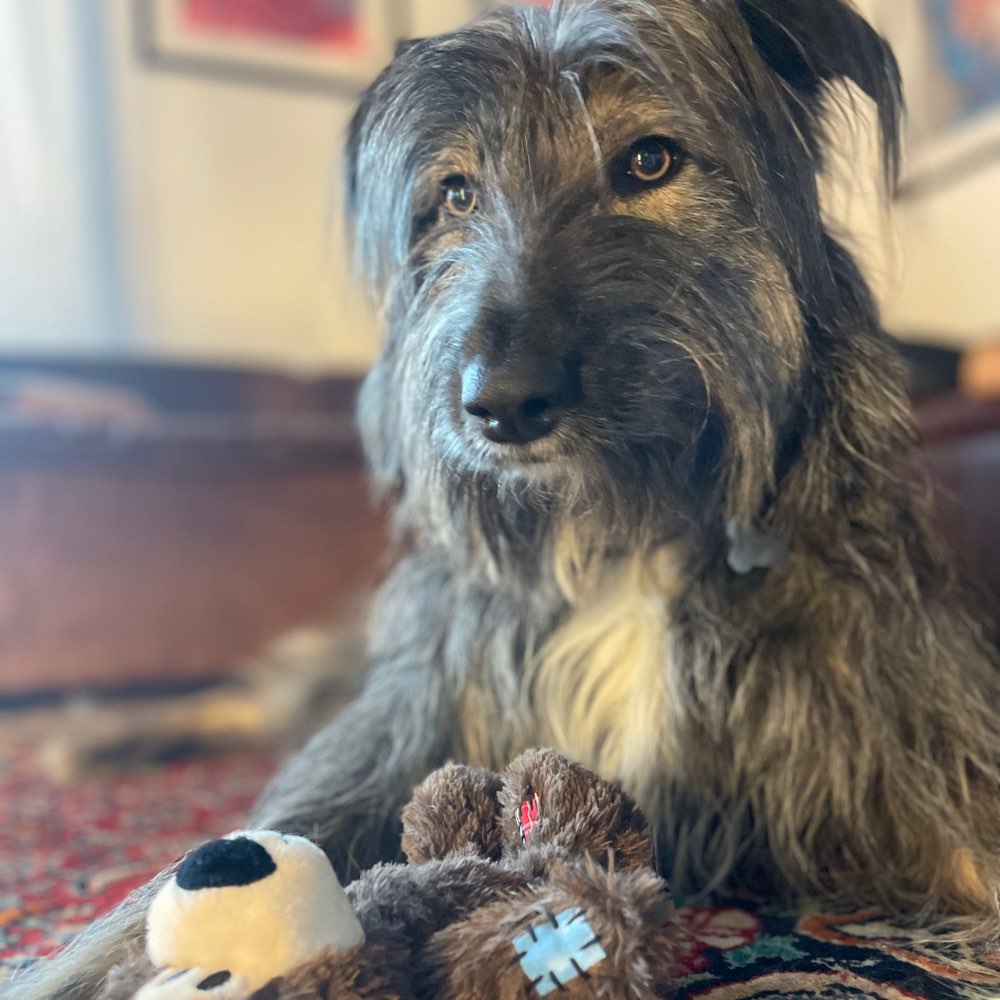 Hundetreffen-Spazieren durch Felder-Profilbild