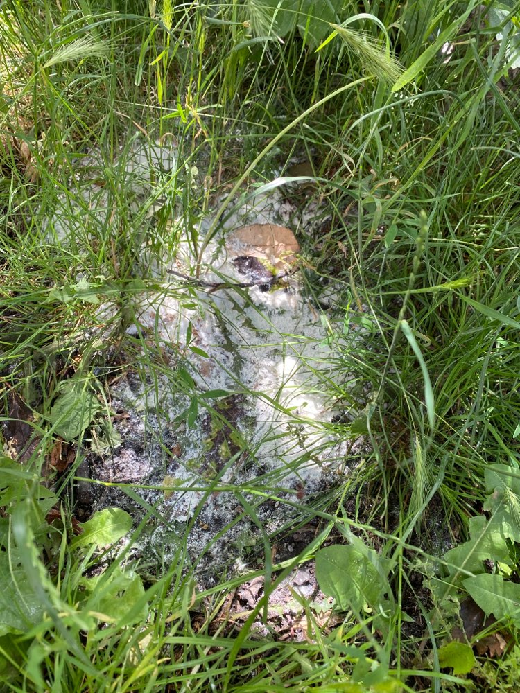 Giftköder-Unbekanntes weißes Pulver-Profilbild