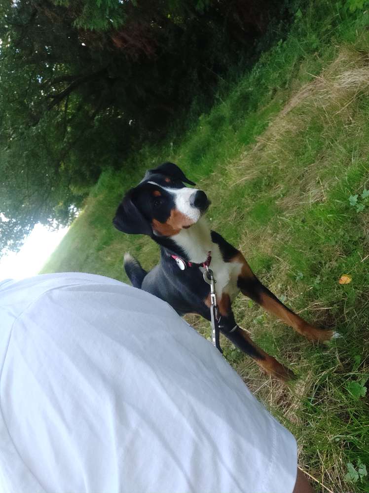 Hundetreffen-Spieltreffen-Profilbild