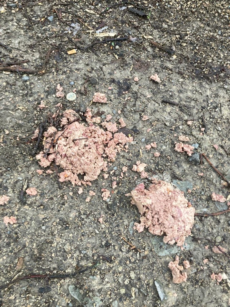 Giftköder-Hundefutter in Schillerpark verteilt-Profilbild