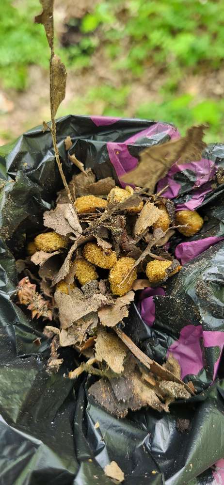 Giftköder-Eine Handvoll Trockenfutter-Profilbild