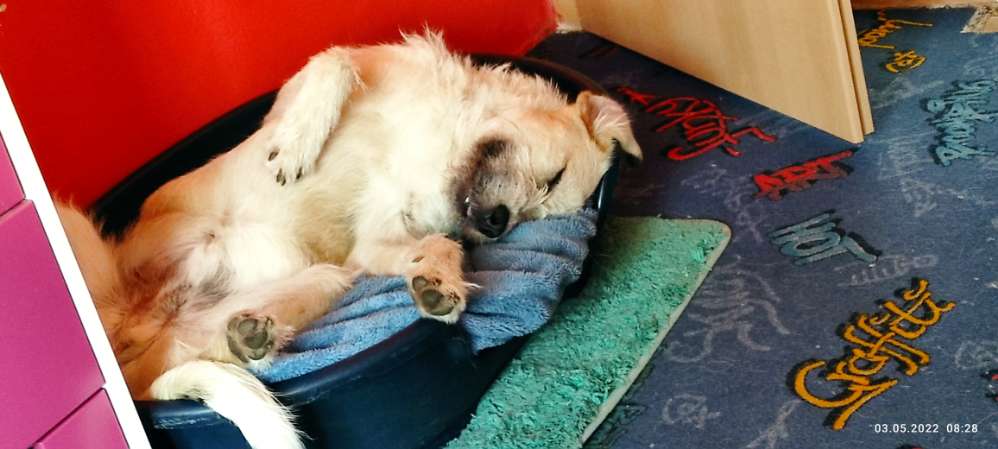 Hundetreffen-Treffen zur Sozialisierung und Frustrationskontrolle-Profilbild