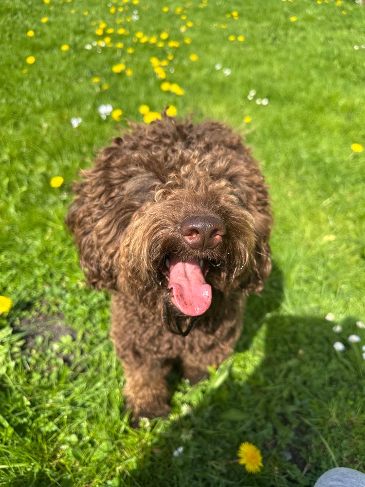 Hundetreffen-Hundefreund(-in) gesucht-Profilbild
