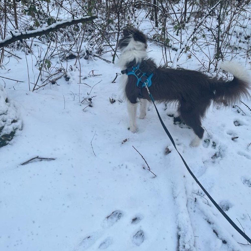 Hundetreffen-Suche souveränen Hundekontakt für unsichere Hündin-Profilbild