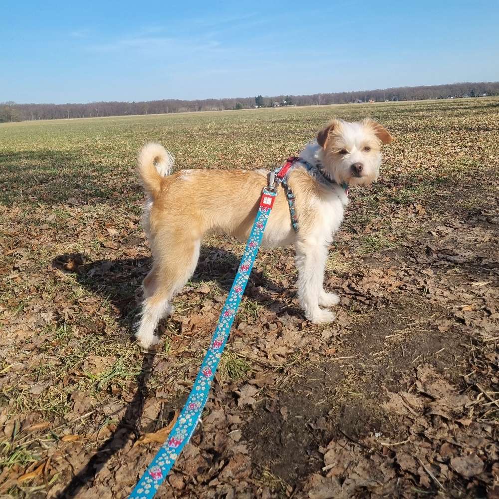 Hundetreffen-Zusammen spazieren🐶🚶‍♀️-Profilbild