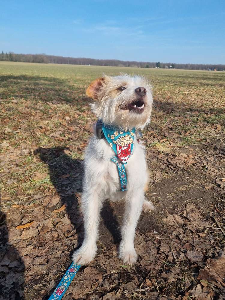Hundetreffen-Spieltreffen in unserem Garten☘️🐶-Profilbild