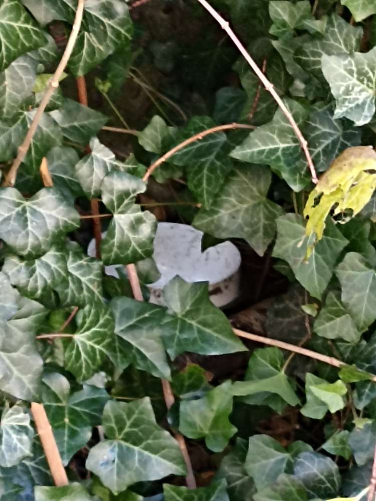 Giftköder-Möglicher Giftköder-Profilbild