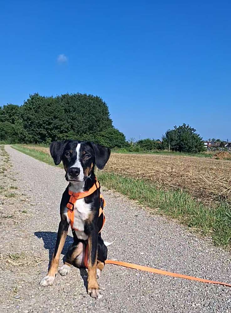 Hundetreffen-Spiel- und Trainingstreffen-Profilbild
