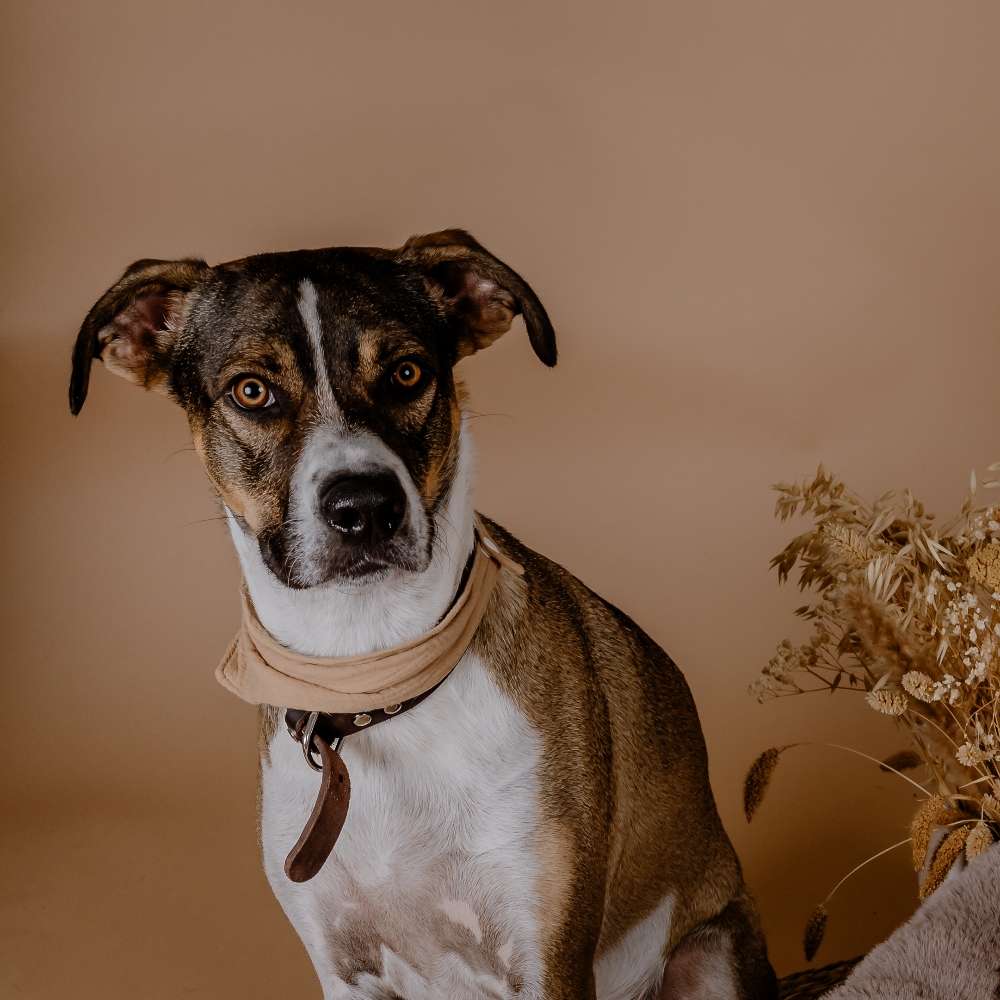 Hundetreffen-Neue Kontakte 🐶-Profilbild