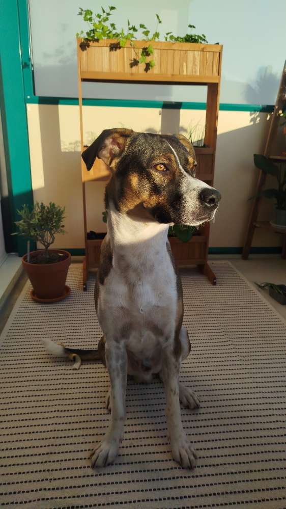 Hundetreffen-Spaziergang 🐶🍂🍄-Profilbild