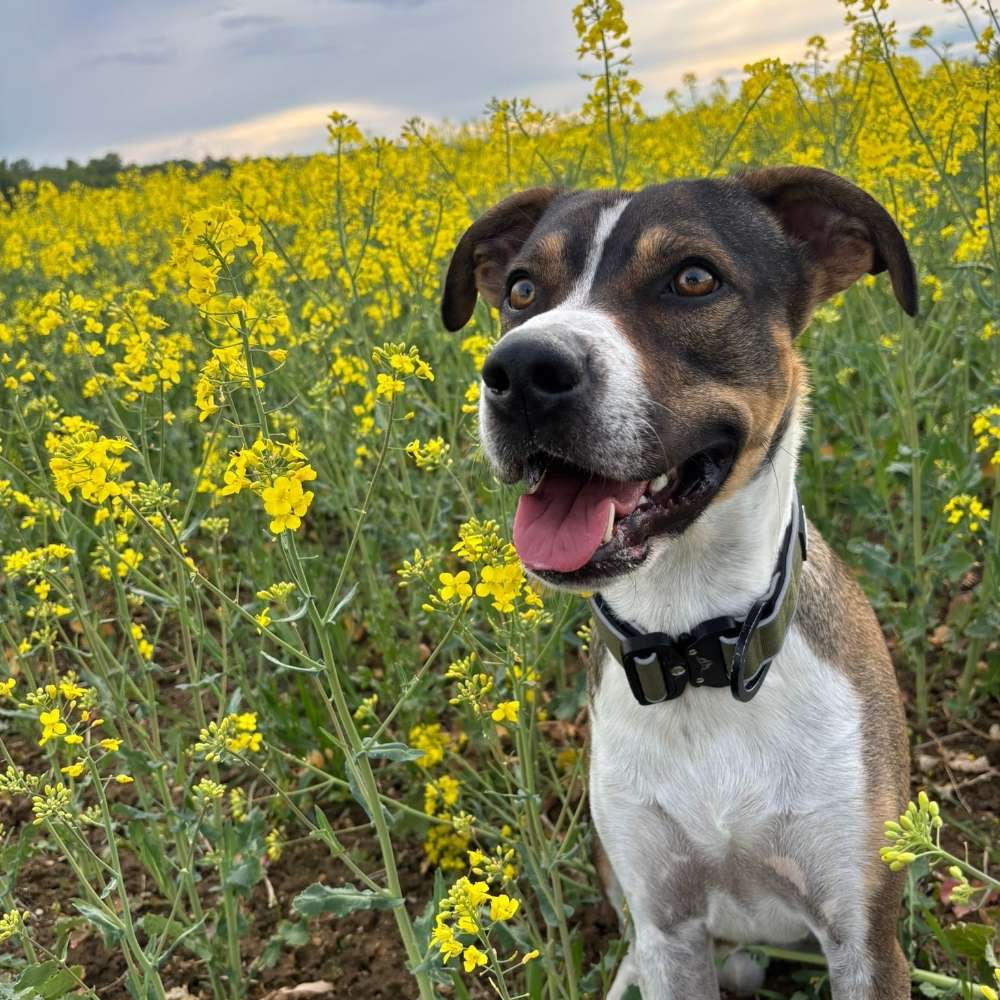 Hundetreffen-Spaziergang oder Training-Profilbild