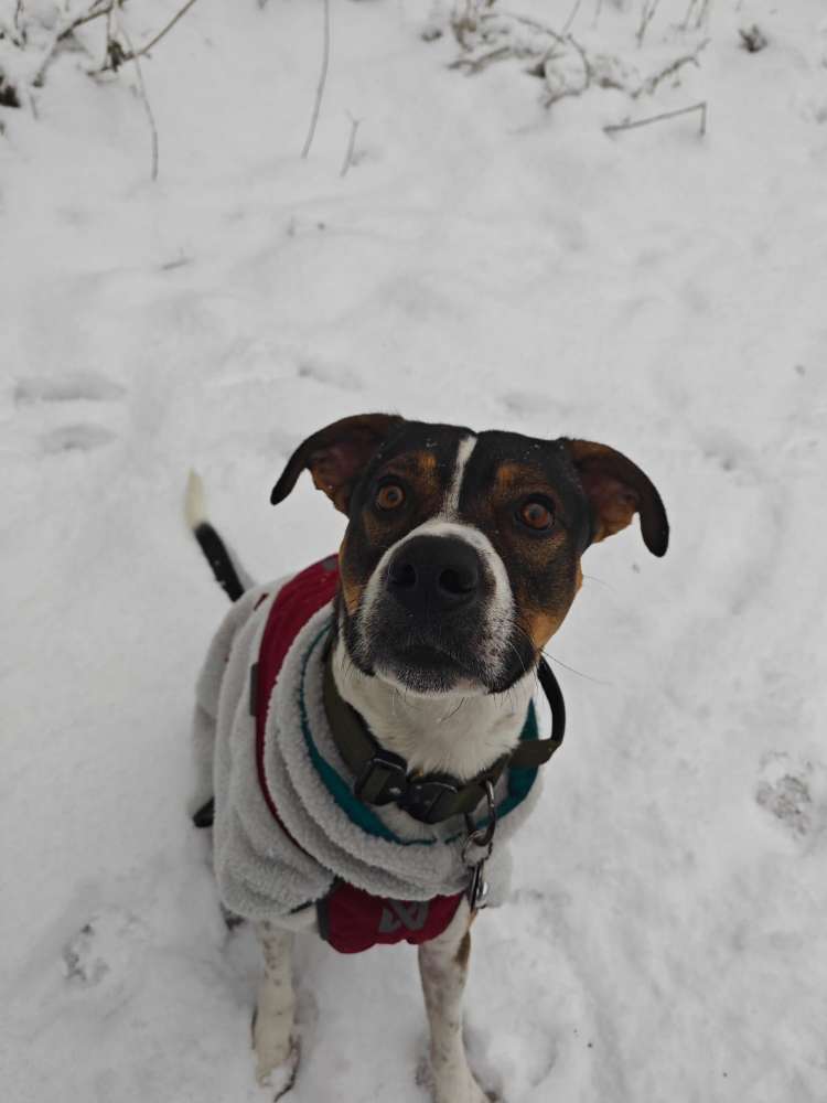 Hundetreffen-Spaziergang oder Training-Profilbild