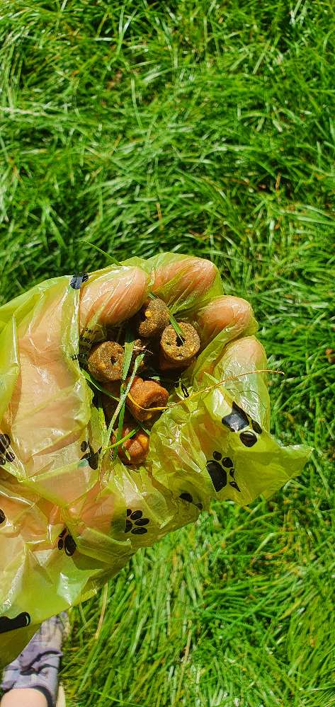 Giftköder-Hundefutter in Gras am Wegrand-Profilbild