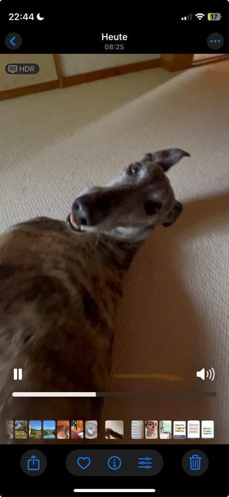 Hundetreffen-Windhundtreffen Umkreis 70km!☀️-Profilbild