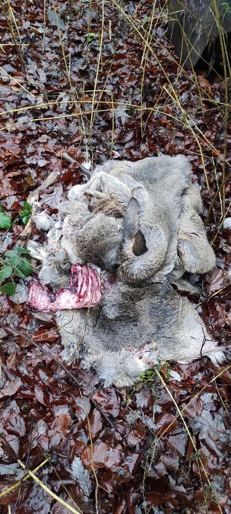 Giftköder-knochige Wildschweinüberreste-Profilbild